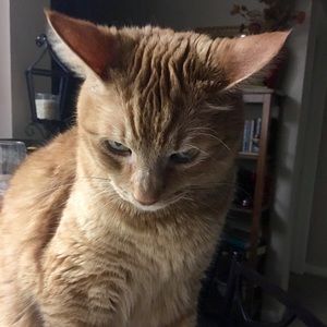 Meet your Posher, Lindsay